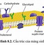 Chức Năng Của Màng Sinh Chất Trong Tế Bào Nhân Thực