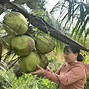 Dừa Sáp Trà Vinh Bao Tiền