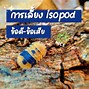 Isopod Hà Nội